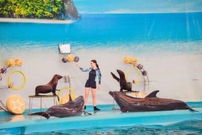 Dolphins Bay Phuket – Swimming With Dolphin Ticket (Foreigners)