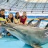 Dolphin Show Phuket Tickets