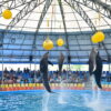 Dolphin Show Price