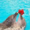 Dolphins Bay Phuket Price