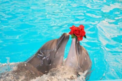 Dolphins Bay Phuket – Regular Seat Ticket (Thai Residents)