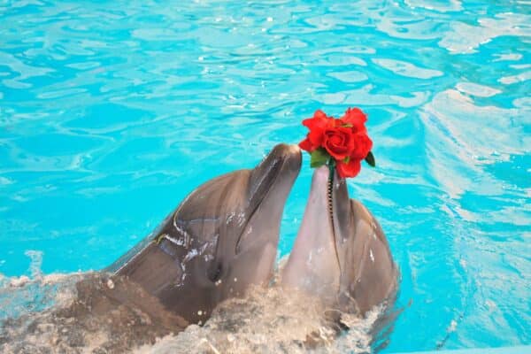 Dolphins Bay Phuket Price