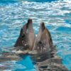 Phuket Dolphin Show Tickets