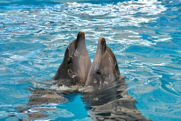 Phuket Dolphin Show Tickets