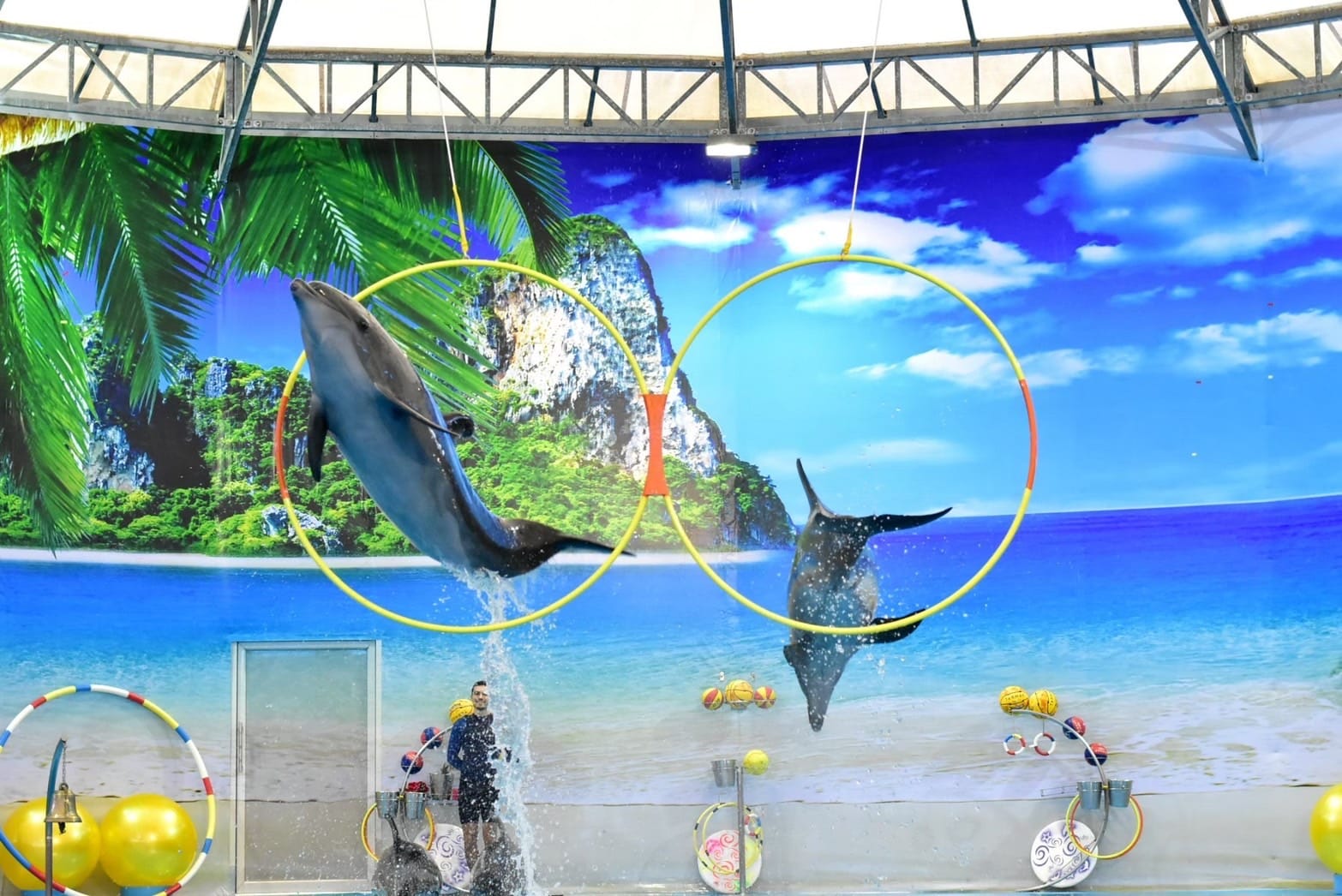 Phuket Dolphin Phuket Dolphin