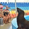 Seal Show Phuket