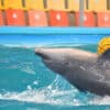 Show Dolphins Bay