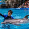 Pattaya Dolphinarium