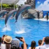 Pattaya Dolphinarium