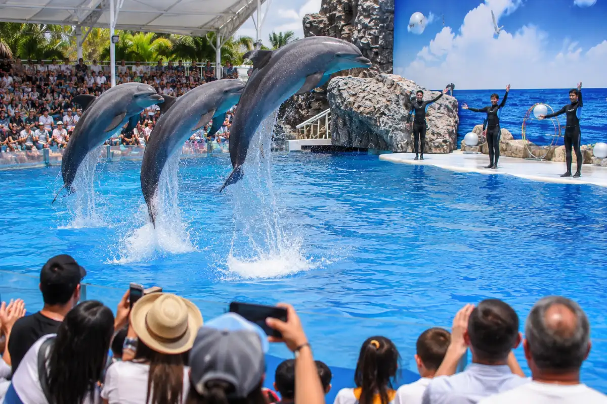 Pattaya Dolphinarium