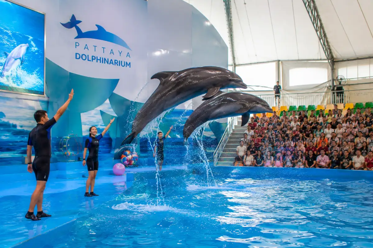 Pattaya Dolphinarium
