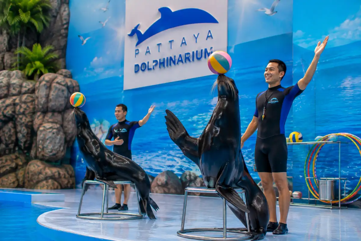 Pattaya Dolphinarium