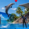 Pattaya Dolphinarium