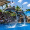 Pattaya Dolphinarium