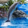 Pattaya Dolphinarium