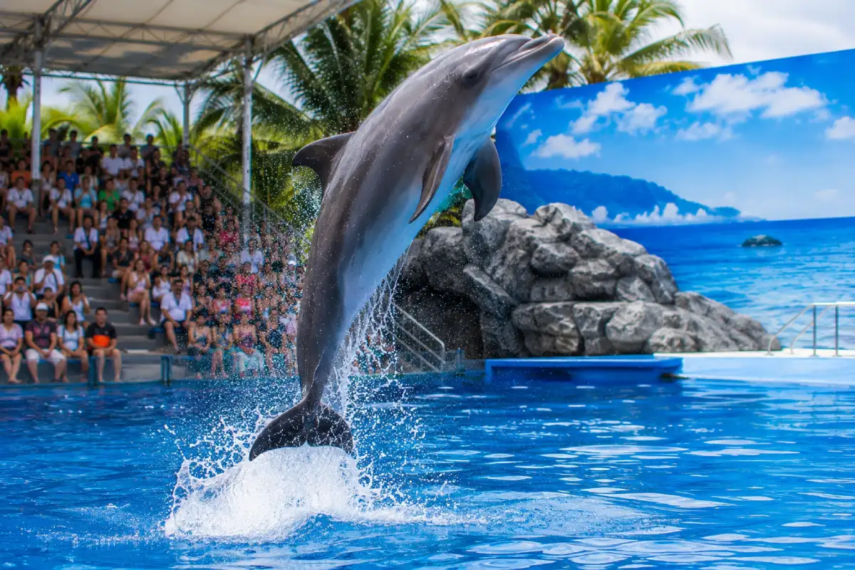 Pattaya Dolphinarium