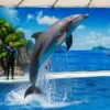 Pattaya Dolphinarium