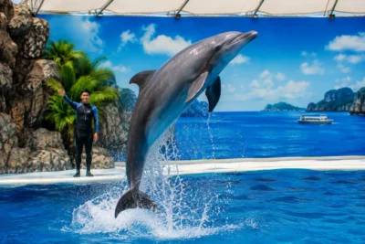 Pattaya Dolphinarium – VIP Seat Ticket (Foreigners)