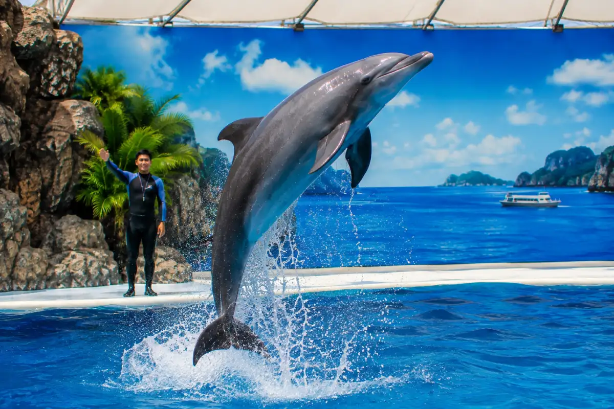 Pattaya Dolphinarium