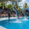 Pattaya Dolphinarium