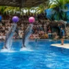 Pattaya Dolphinarium