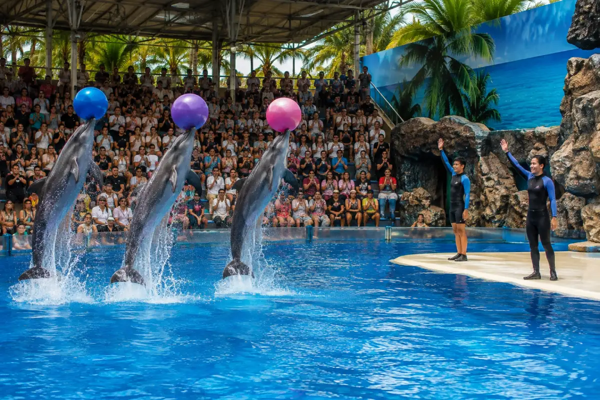 Pattaya Dolphinarium