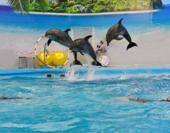 Dolphin Phuket Dolphin Phuket
