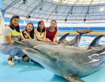 Dolphin Show Phuket Tickets Dolphin Show Phuket Tickets