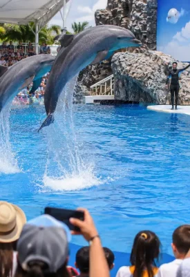 Pattaya Dolphinarium