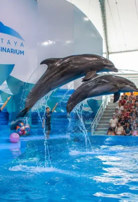 Pattaya Dolphinarium