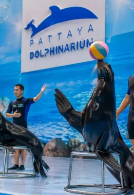 Pattaya Dolphinarium