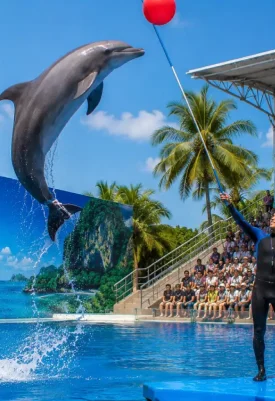 Pattaya Dolphinarium
