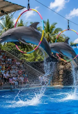Pattaya Dolphinarium