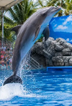 Pattaya Dolphinarium