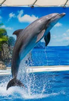 Pattaya Dolphinarium