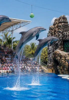 Pattaya Dolphinarium