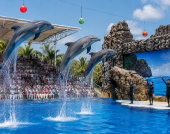 Pattaya Dolphinarium