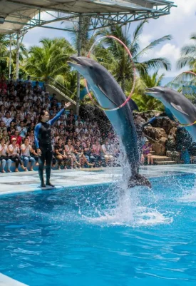 Pattaya Dolphinarium