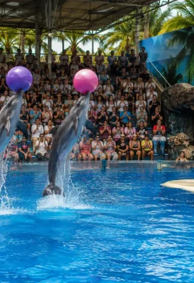 Pattaya Dolphinarium